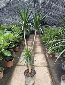 宁波镇海盆景租摆价格，你知道多少？