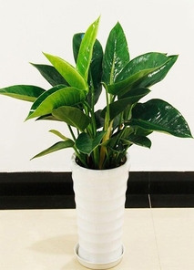 余姚植物出租，打造别具一格的绿色办公环境